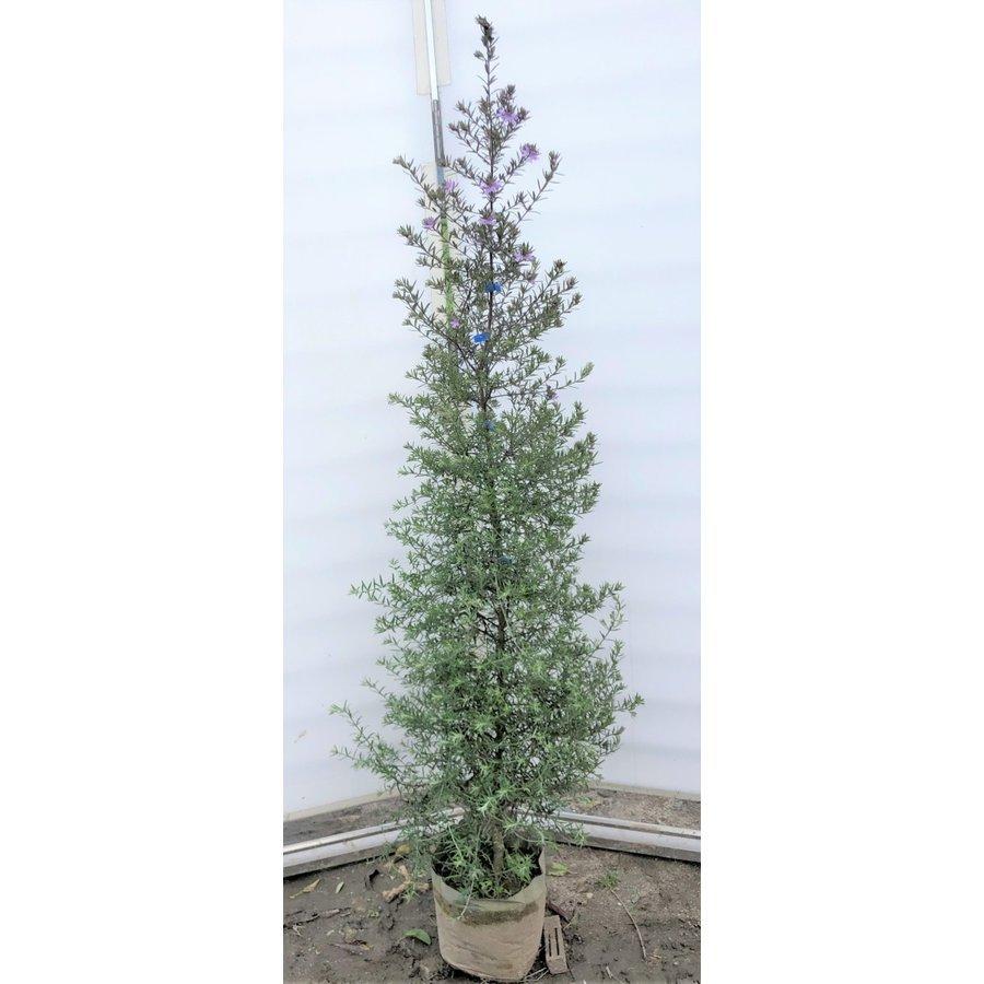 四季咲きウエストリンギア 約1.5m 特大株 大苗植木苗木 オーストラリア