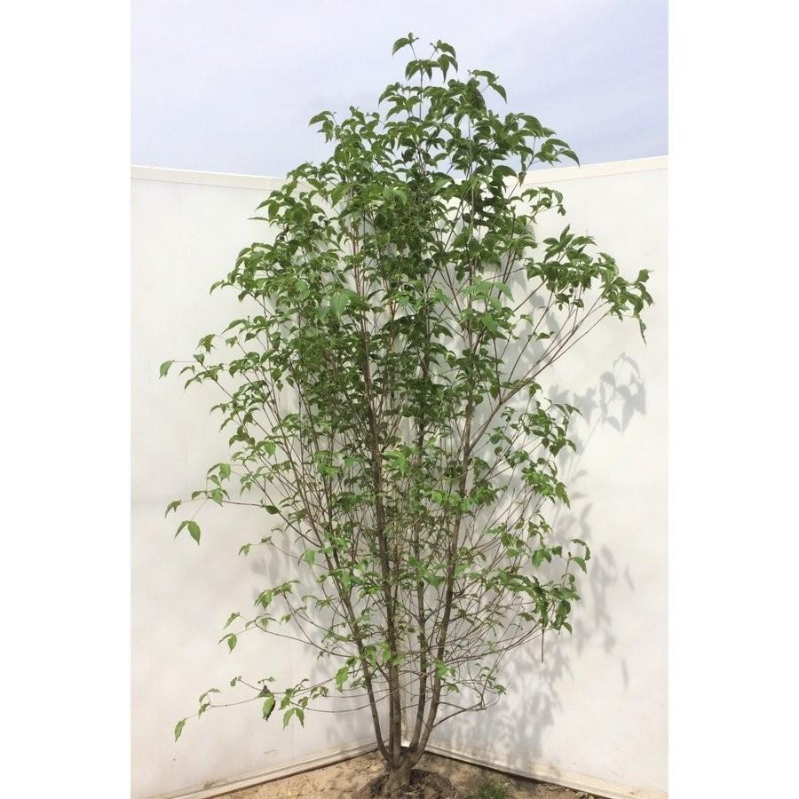 ヤマボウシ 株立ち 約2.2m 美樹形株 超特大株 植木苗木大苗 山法師