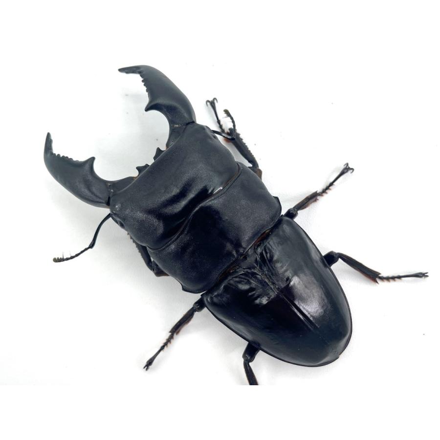 K.D.T血統 超特大サイズ ♂108.3-37.0-38.0mm ♀56.5mm スマトラ