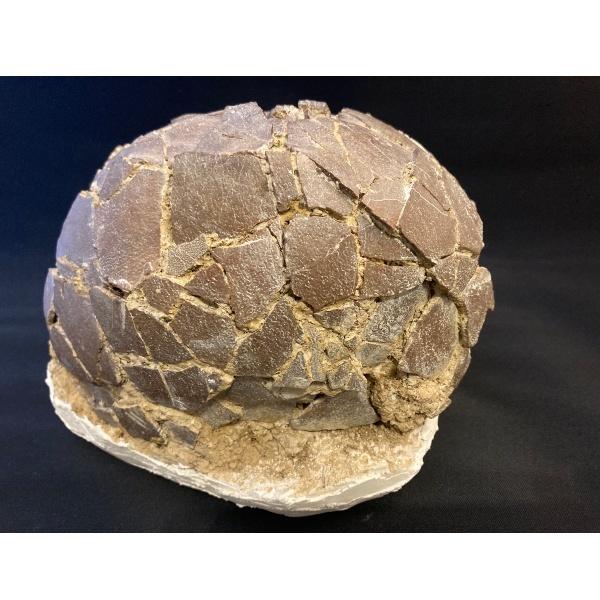 希少 恐竜 卵 化石 本物 フランス産 200mm プレゼント ギフト eb1