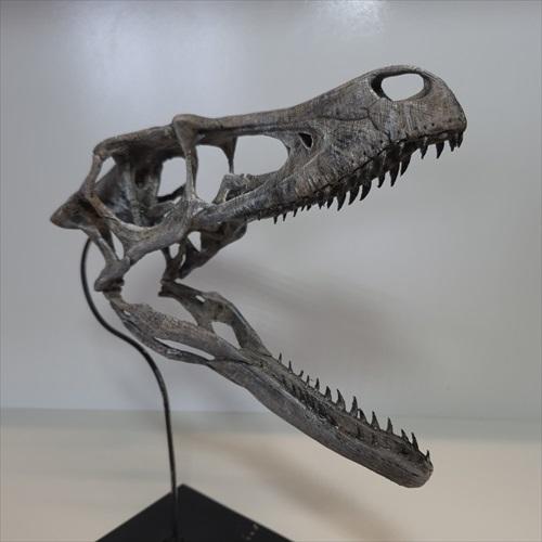 美品 ラプトル 頭骨 化石 レプリカ 250mm プレゼント ギフト rpr4