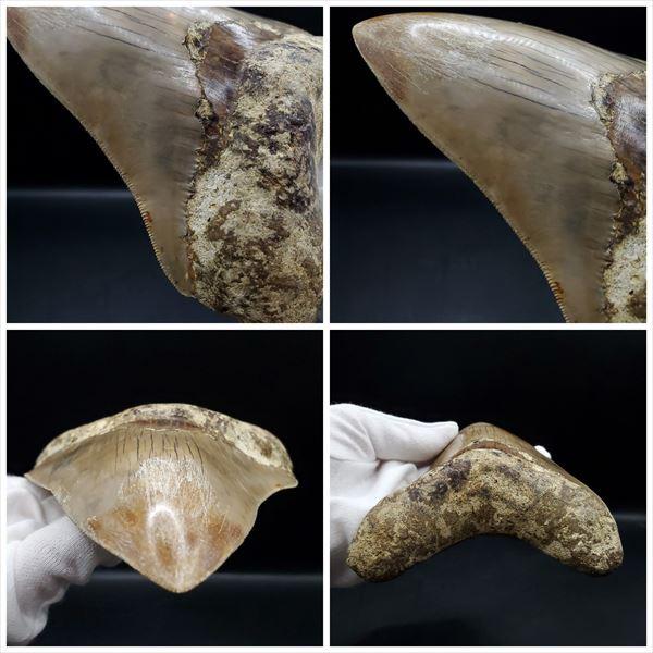 メガロドン歯化石 楽天市場】【送料無料】【メガロドン /化石/歯/恐竜