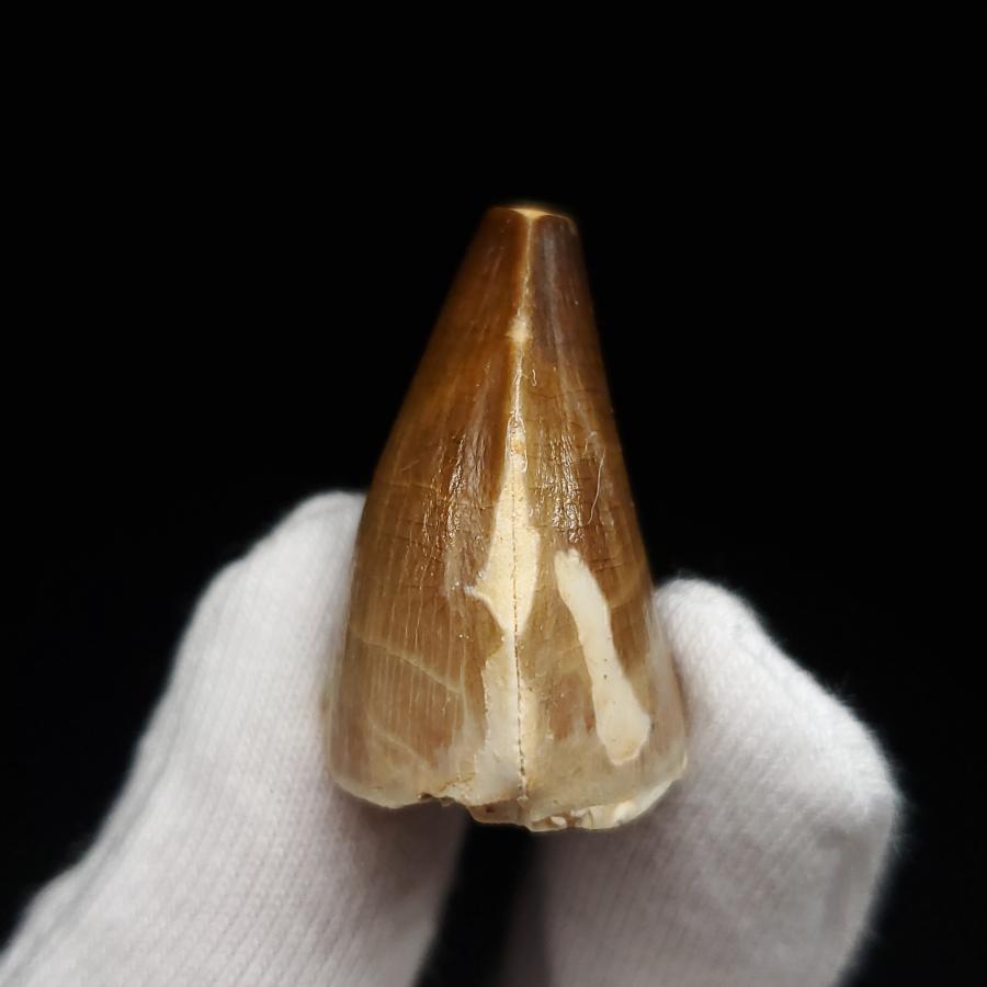 特大本物】モロッコ産モササウルス（プログナソドン）の歯の化石 約5.5