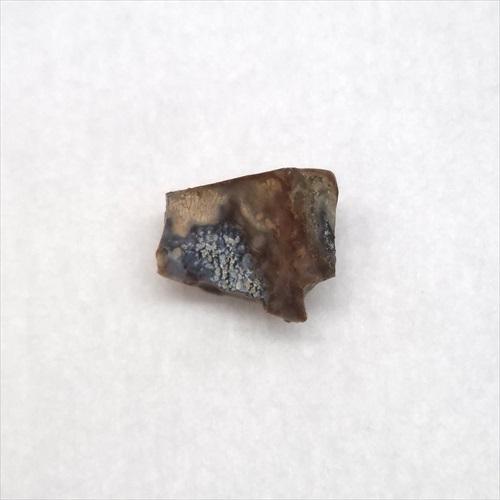 トリケラトプス 歯 化石 本物 10.93mm アメリカ産 プレゼント ギフト