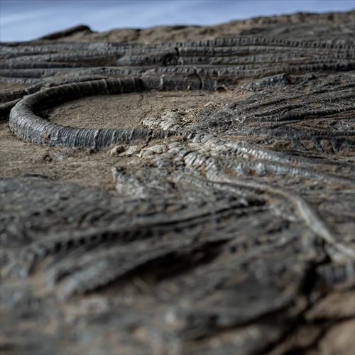 極上 ウミユリ トラウマトクリヌス 化石 本物 貴州省産 46cmプレゼント