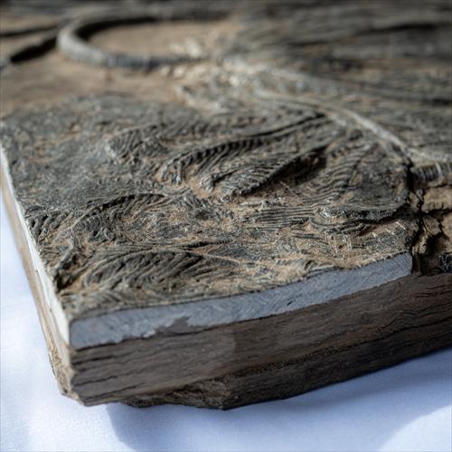 極上 ウミユリ トラウマトクリヌス 化石 本物 貴州省産 46cmプレゼント