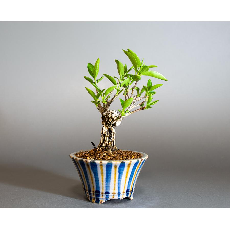 盆栽 錦性マユミ盆栽 真弓（まゆみ・荒皮性真弓 盆栽）小さな盆栽 ミニ