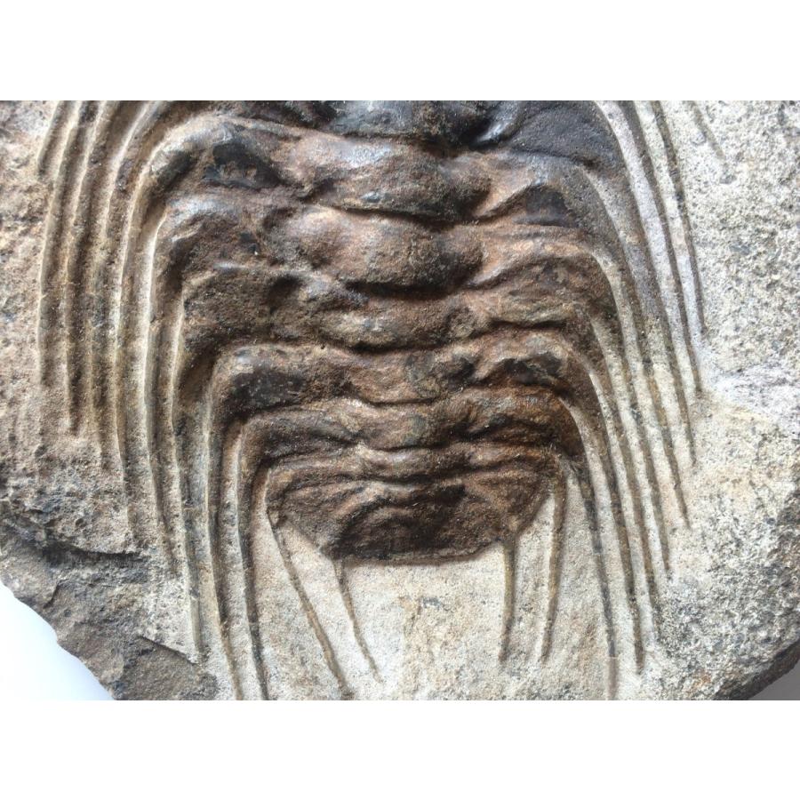 オルドビス紀の三葉虫「セレノペルティスとエクチラエヌス」化石