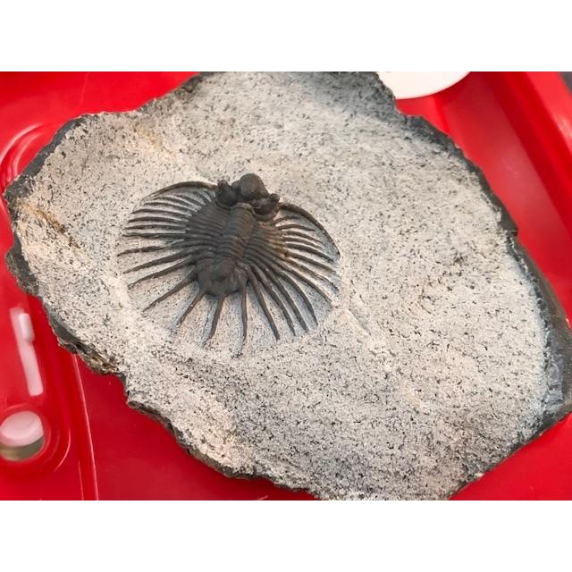 希少種☆三葉虫 アカンソピゲ 超レア！ : 化石・鉱物専門店Fossils