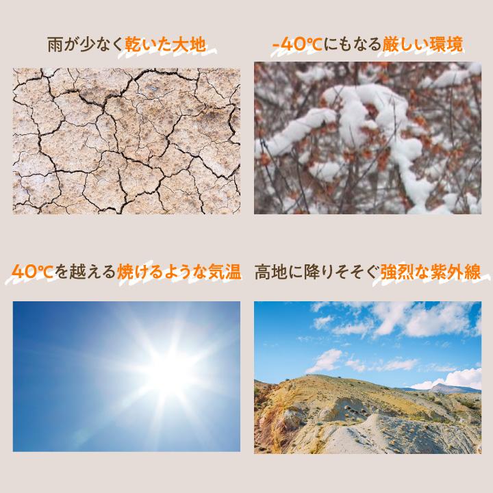 フィネス 豊潤サジー 1000ml サジージュース 紙パックタイプ 公式 200