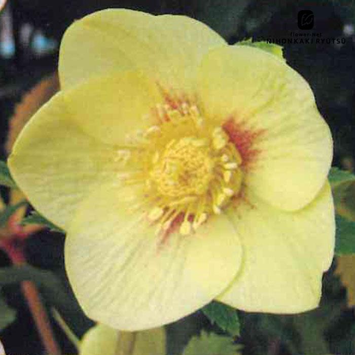 クリスマスローズ苗 ゴールド 杉山交配 9cmポット 宿根草 ガーデニング