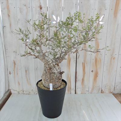 日本花キ流通 多肉植物 caオペルクリカリア パキプス 現品販売 0822-10