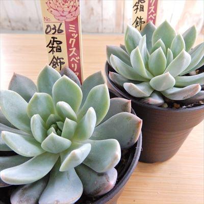多肉植物 oriミックスベリア No.036 霜飾り おらいさん苗 送料無料