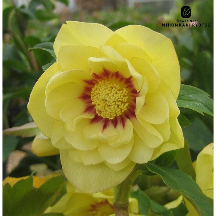 クリスマスローズ苗 ダブルゴールド 杉山交配 9cmポット 宿根草