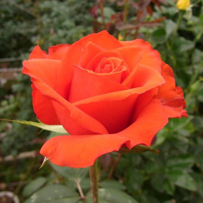 日本花キ流通 予約販売 バラ苗 バラ大苗 大輪 マジックモーメント