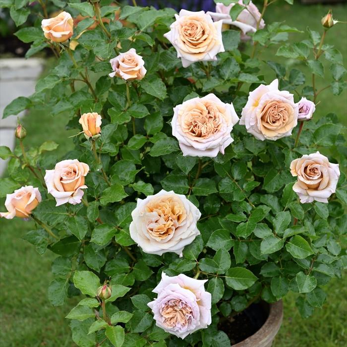 予約販売 バラ苗 バラ大苗 デルバール ラリデガゼル 品種登録出願中