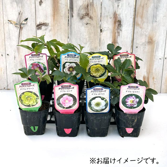 クリスマスローズ苗 ダブル ピンクブロッチ 杉山交配 9cmポット 宿根草