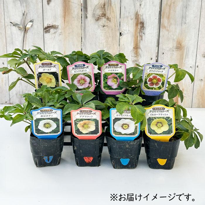 クリスマスローズ苗 開花見込大株 シングル ピンクフラッシュ 杉山交配