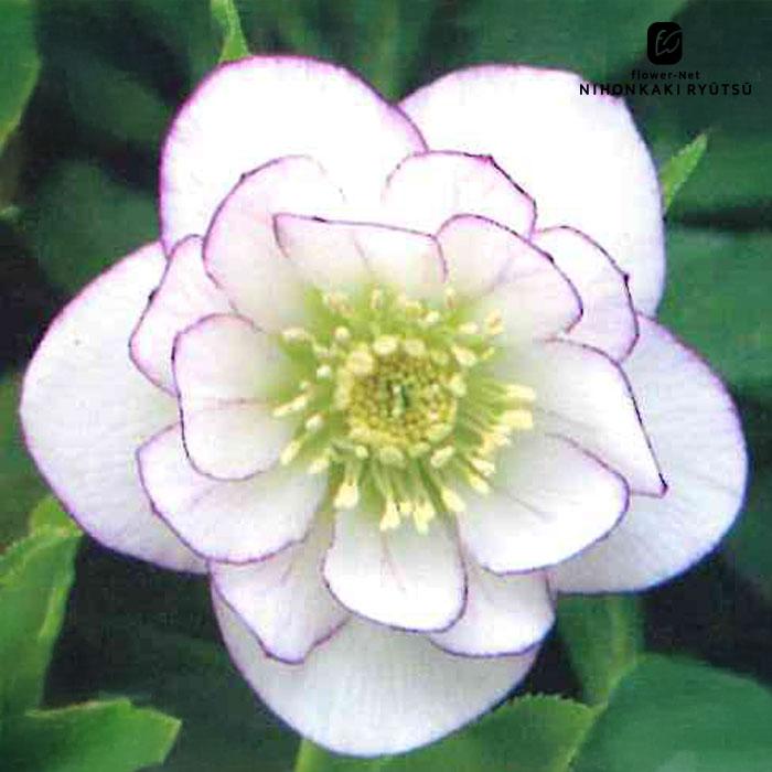 クリスマスローズ苗 開花見込大株 ダブル糸ピコティ 杉山交配 12cm