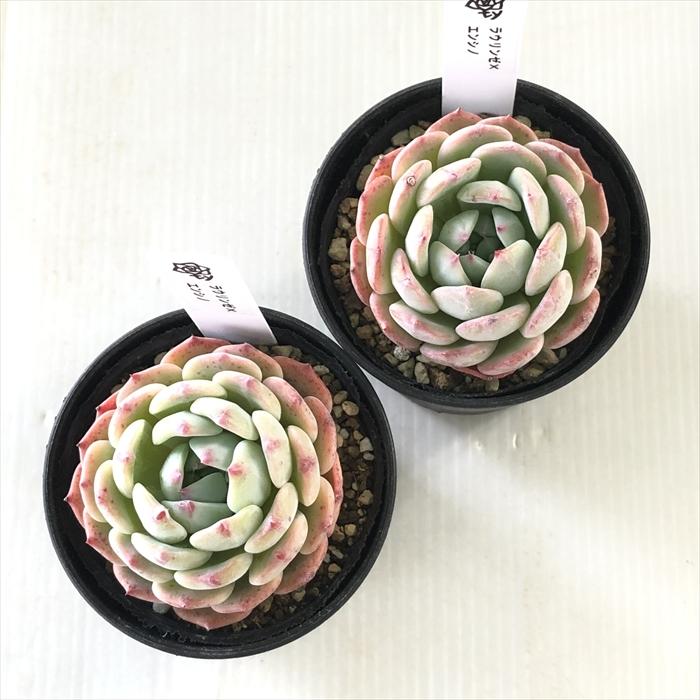 多肉植物 TYエケベリア ラウリンゼ×エンシノ TYさん苗 送料無料