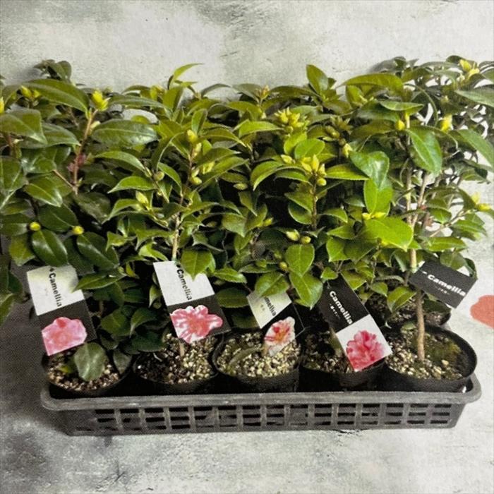 日本花キ流通 雪椿 津川絞り 12cmポット 開花予定株 八重咲き椿 つばき