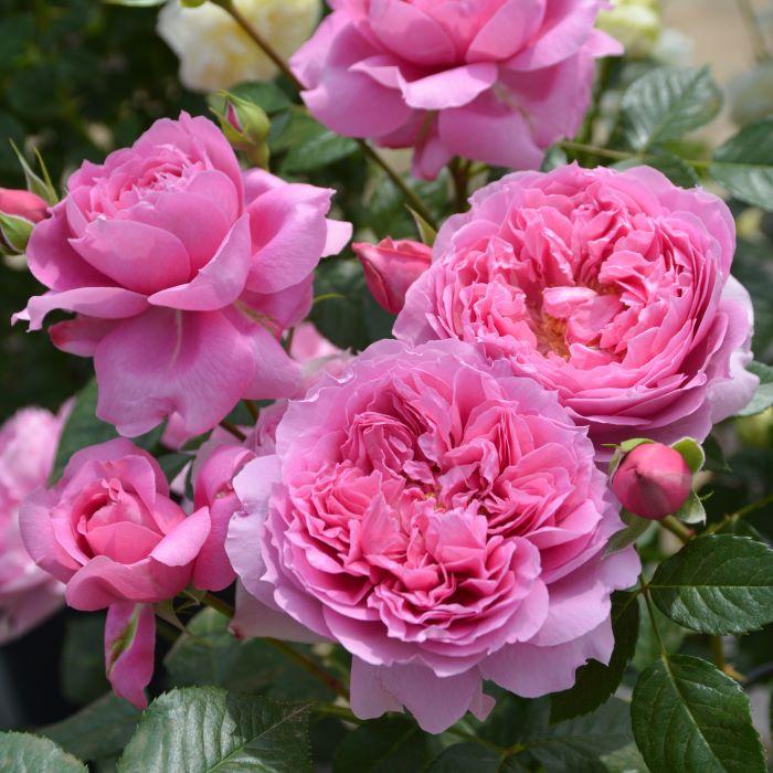 予約販売 バラ苗 バラ大苗 ロサ オリエンティス プリマヴィスタ 品種