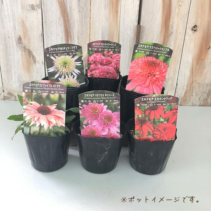 日本花キ流通 予約販売 エキナセア 苗 センセーションピンク 9cmポット