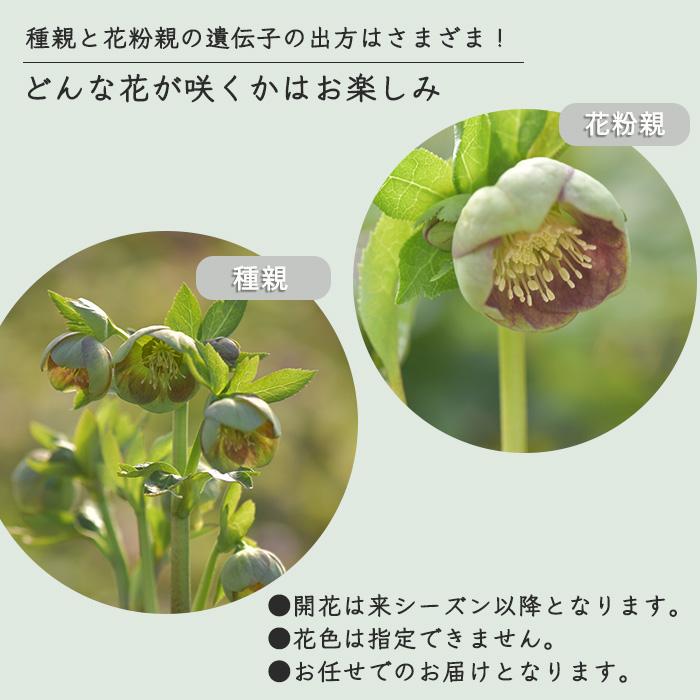 予約販売 クリスマスローズ 苗 グリーンパステリッシュストレイン 大和