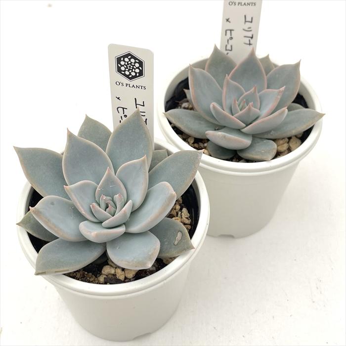 多肉植物 O'sエケベリア ユリアナ×ピーコッキー O's PLANTS オーズ