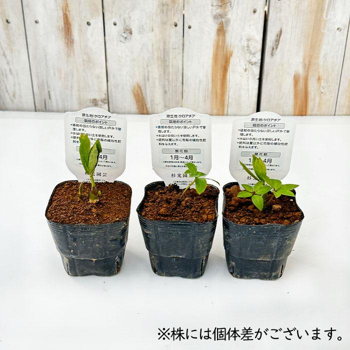 クリスマスローズ苗 原種 クロアチカス 杉光園芸 杉山交配 9cmポット