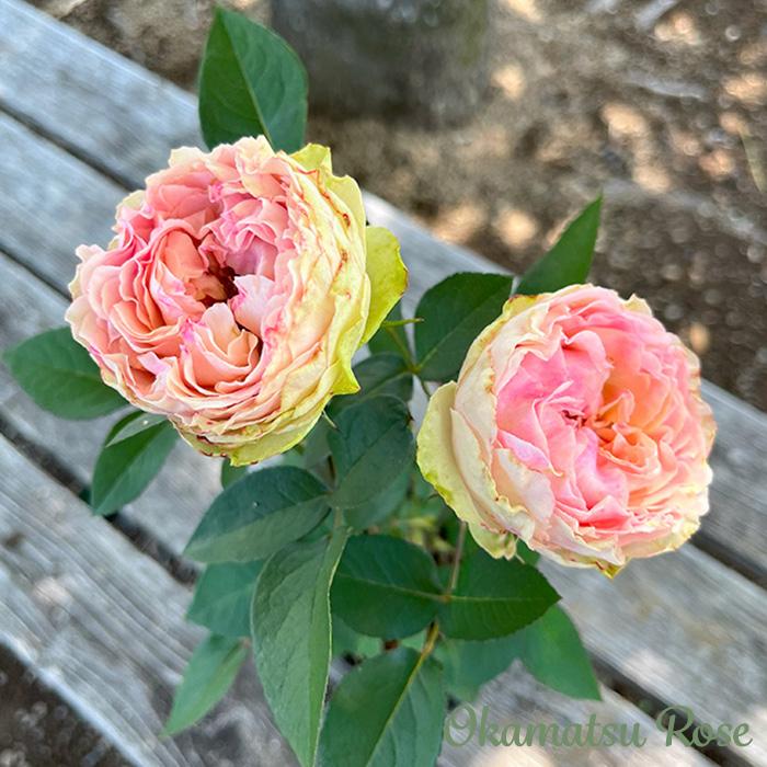 予約販売 バラ苗 バラ大苗 千重波 契約品種 薔薇 ばら 送料無料 国産苗