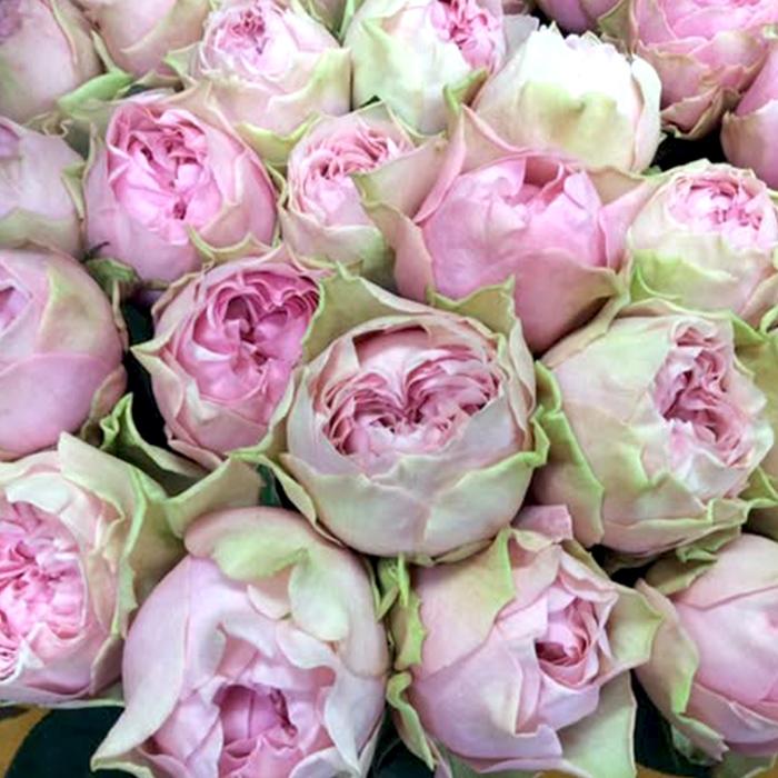 予約販売 バラ苗 バラ大苗 マロンフォレスト 契約品種 薔薇 ばら 送料