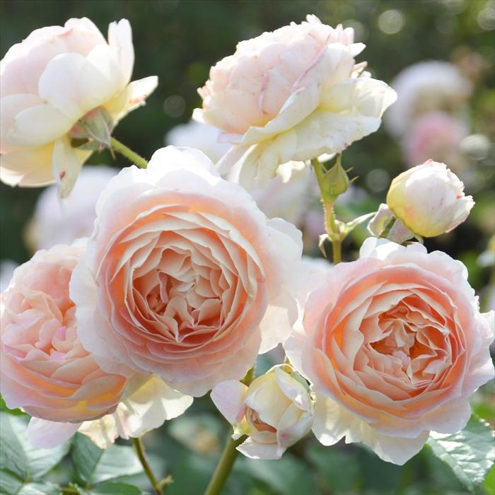 予約販売 バラ苗 バラ大苗 ロサ オリエンティス サシェ 品種登録出願中