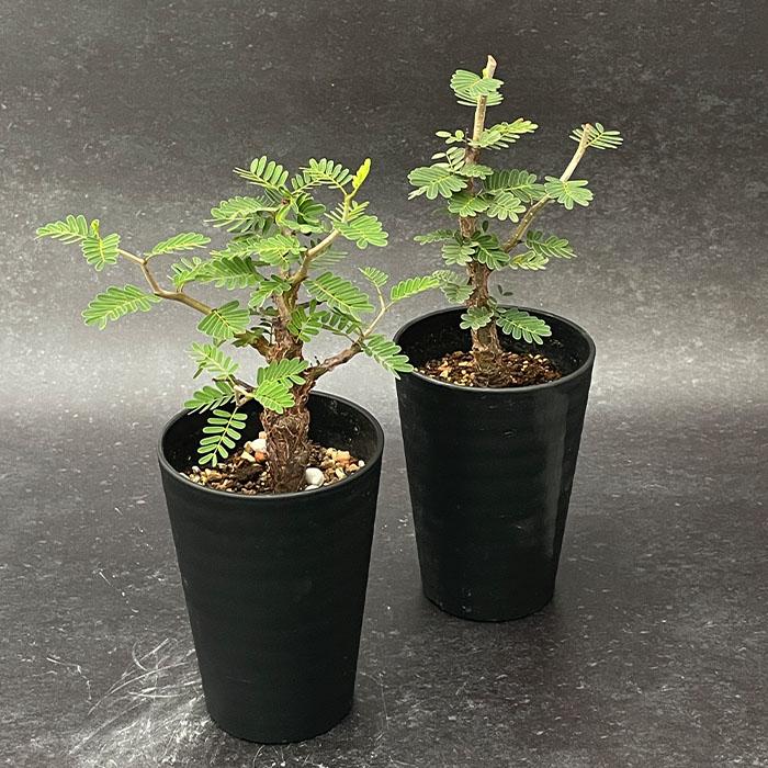 日本花キ流通 多肉植物 caセンナ メリディオナリス 3.5号鉢 実生苗