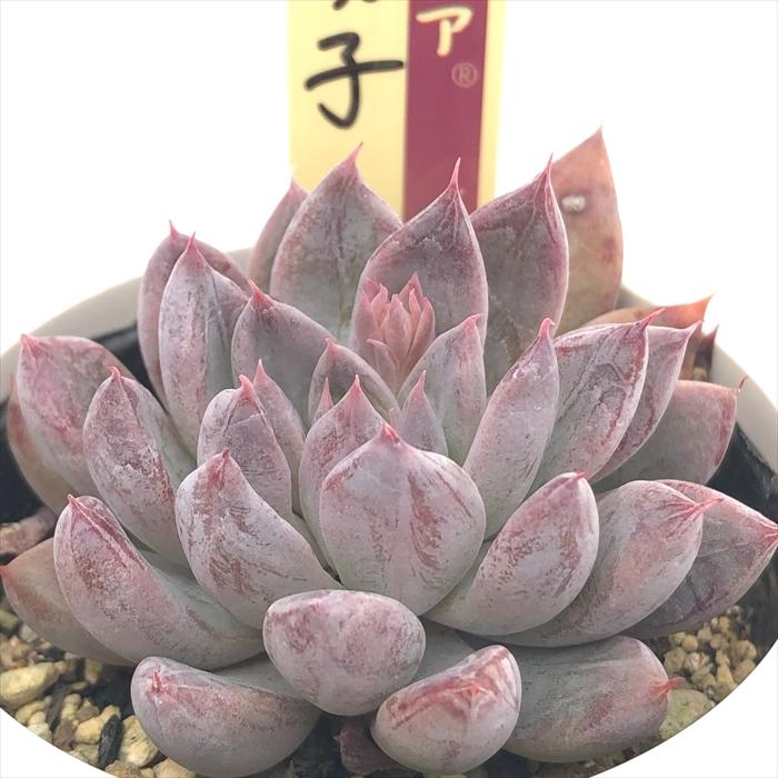 多肉植物 oriミックスベリア No.067 華切子 おらいさん苗 送料無料