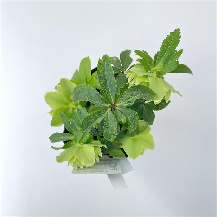 クリスマスローズ 一茶 曽田園芸 0129-005 現品販売 送料無料 12cm