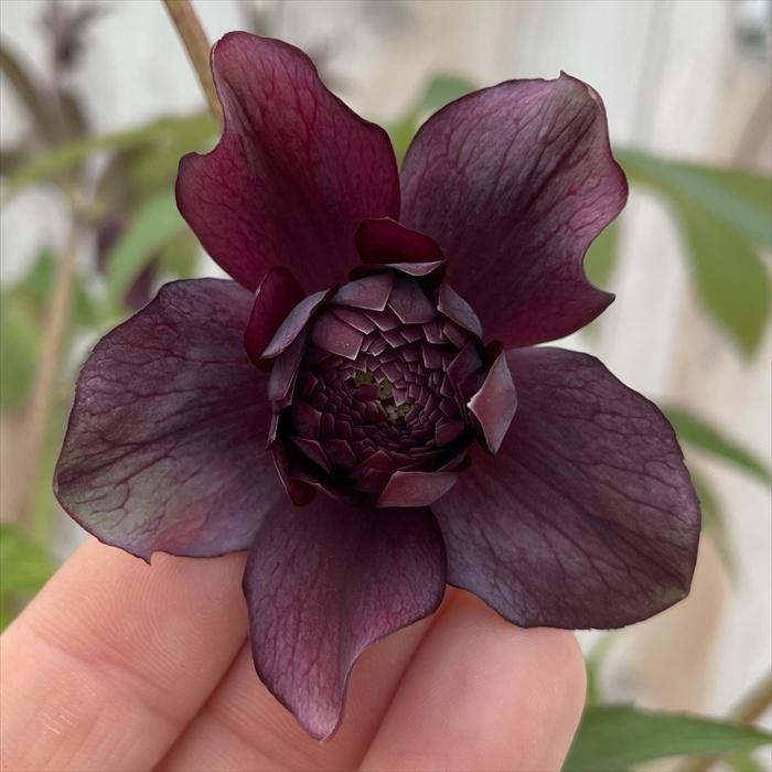 クリスマスローズ 広瀬園芸 クレオパトラ 0211-021 現品販売 送料無料