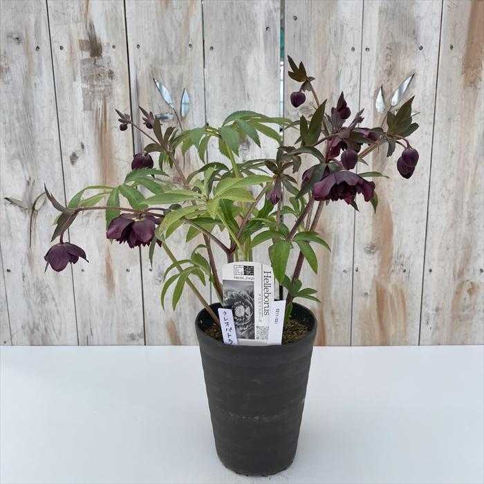 クリスマスローズ 広瀬園芸 クレオパトラ 0211-021 現品販売 送料無料