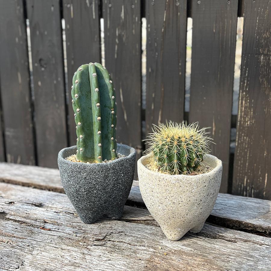 サボテン カクタス 柱サボテン 鬼面閣 金鯱 キンシャチ 陶器鉢 三つ足