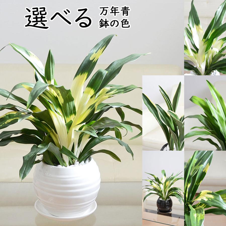 観葉植物 万年青 オモト 宝船 あけぼの 有田 宗石 長寿 都城 5.5号