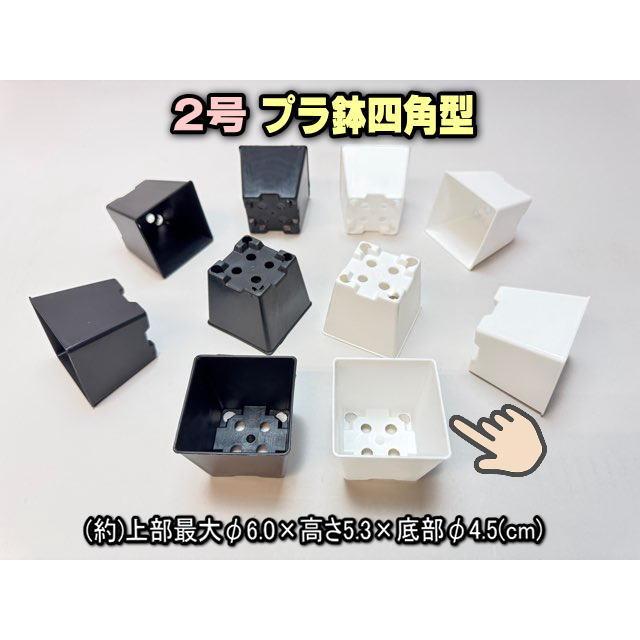 2号プラ鉢四角型-白色-ミニサイズ[2GW] : フラワーショップ江口Yahoo