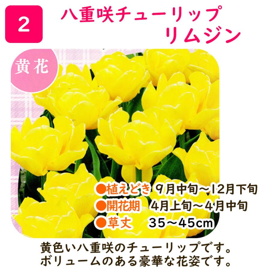 売り尽くし10%OFF】選べる 八重咲き チューリップ 球根 【3球】 鬱金香