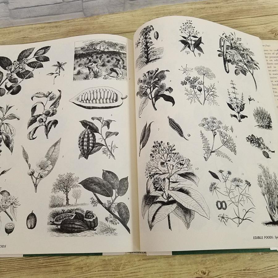 画集[植物画大全 THE PLANT KINGDOM COMPENDIUM] 洋書 銅版画 植物画集