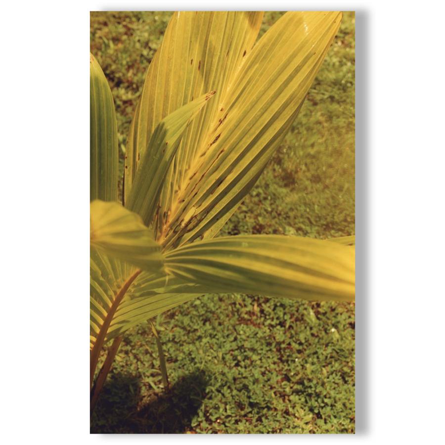 サイン入り／写真集＆CDセット】佐内正史写真集「Strong memory