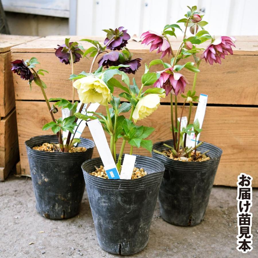 花苗 八重咲クリスマスローズ 開花株 花色おまかせ 6株 送料込み 爆買