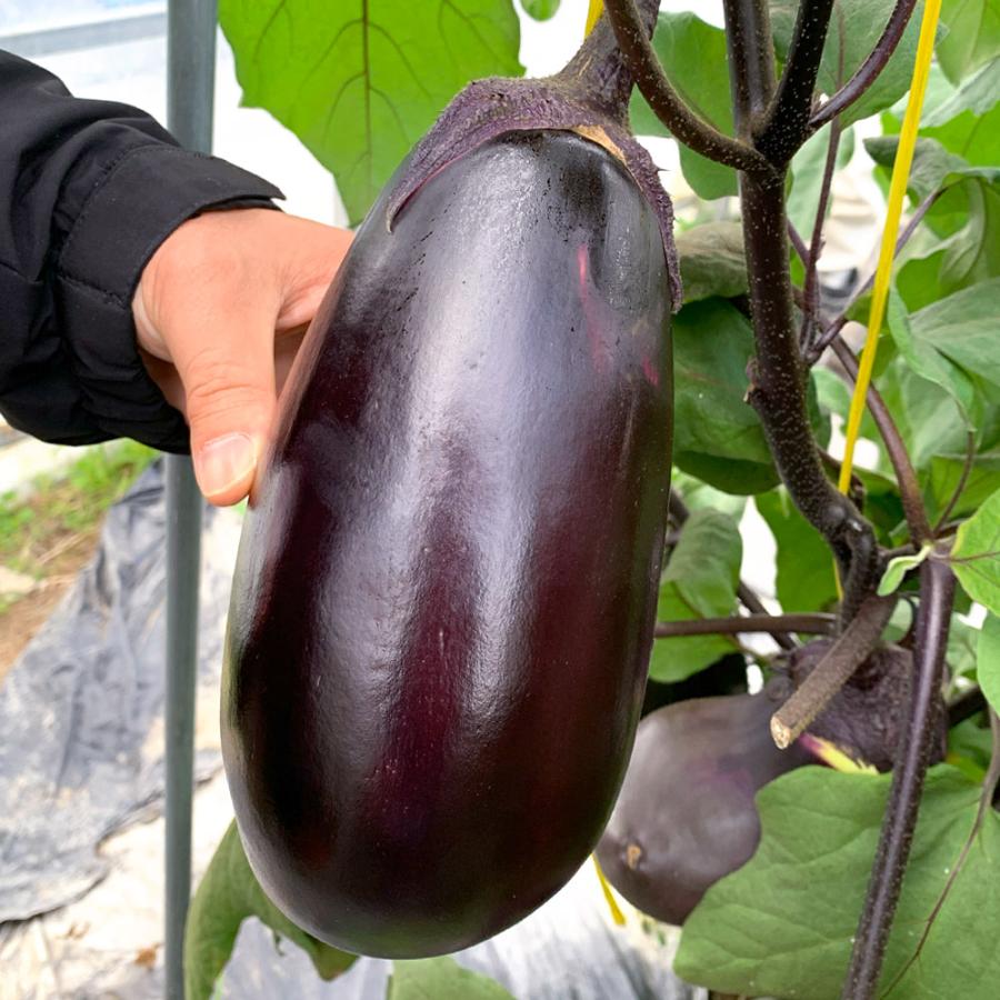 種 野菜たね ナス 究極の茄子 1袋（15粒） きゅうきょく やさいの種 国