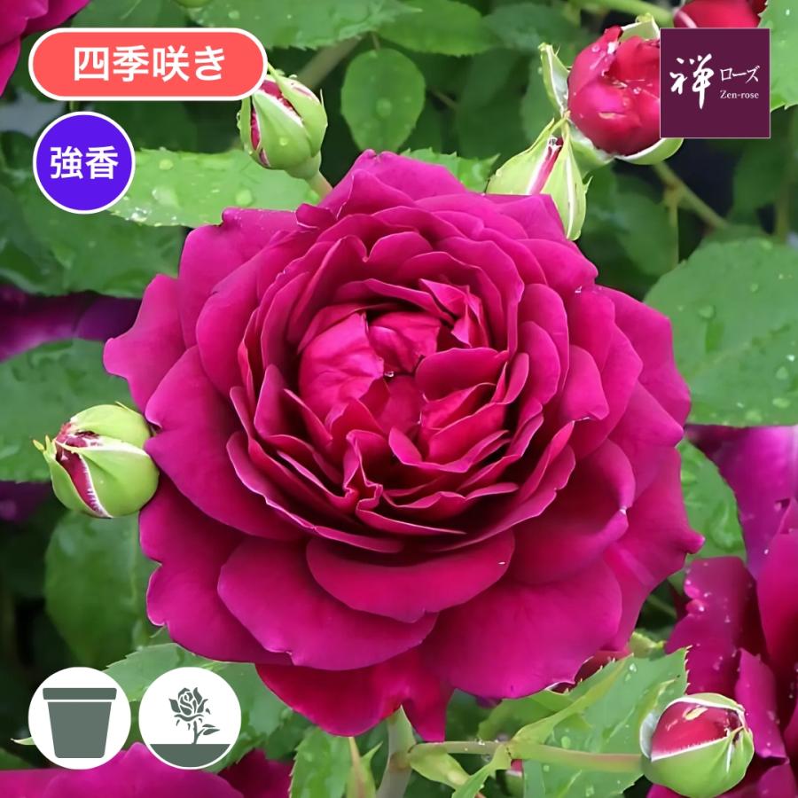 バラ苗 スタンダードローズ 2026 真夜 Mayo 四季咲き 国産ノイバラ台木