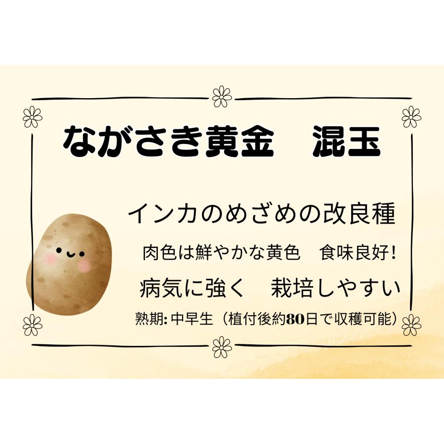 10Kg 種芋 ながさき黄金 混玉 ジャガイモ PVP じゃがいも 栽培用 秋