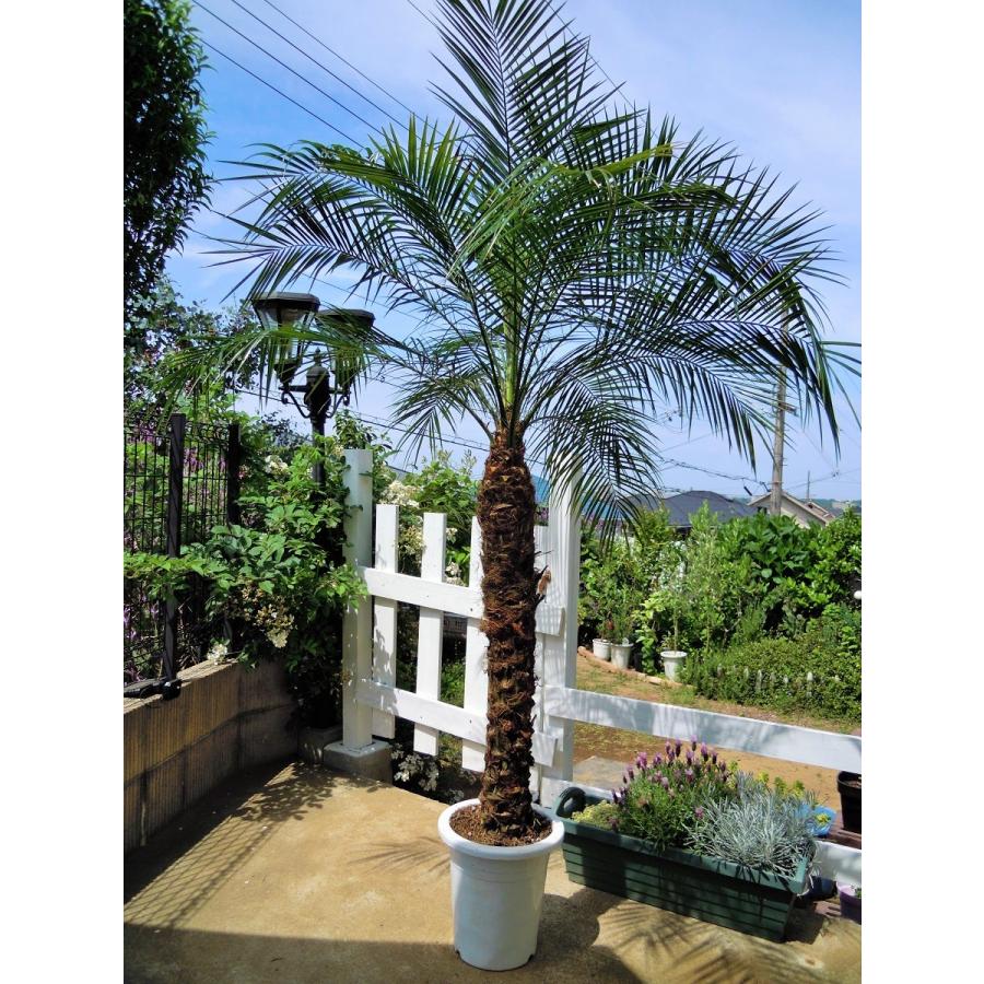 フェニックスロベレニー 9号S 八丈島産 ヤシの木 （シンノウヤシ:1028