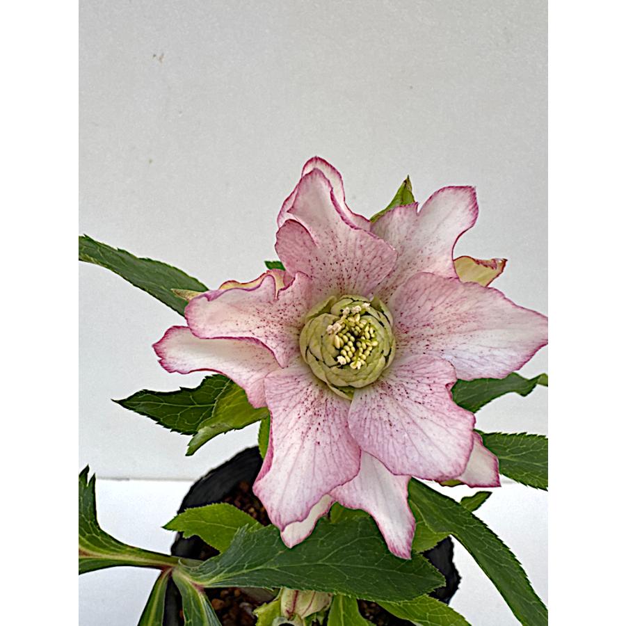 クリスマスローズ 開花苗 044 パピエdeux : 花郷園 KAGOEN NURSERY